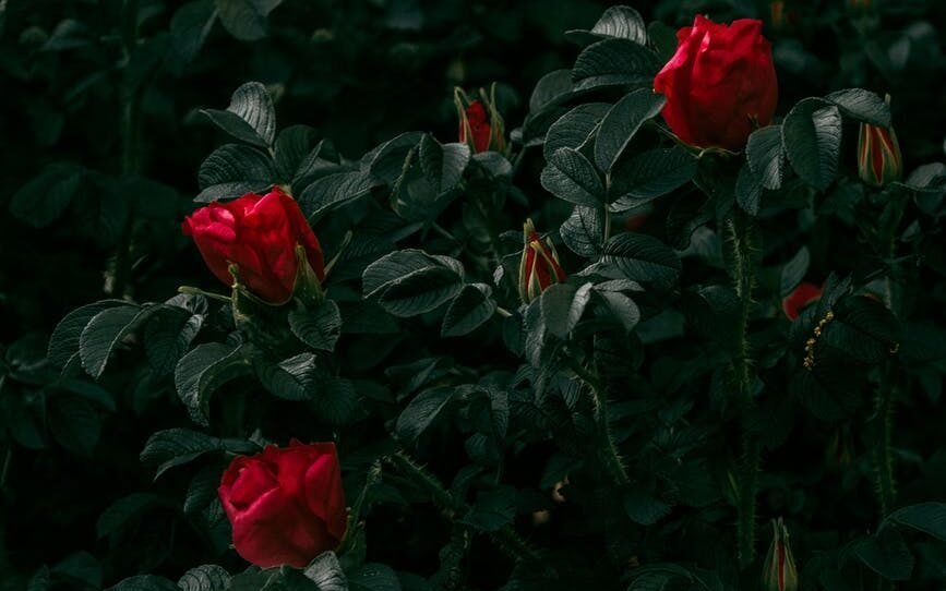 blooming rosebush with red petals in twilight