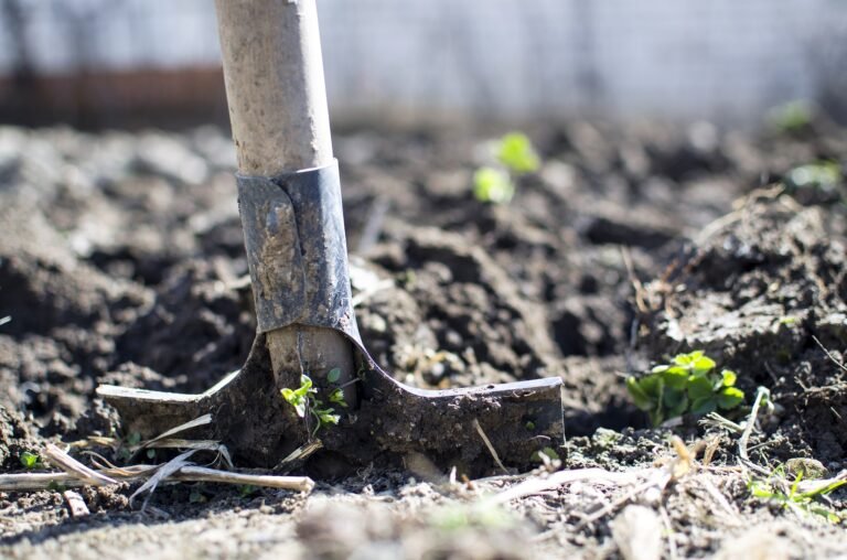 Plant Nurseries In Barbados Fruits Veg Decorative Locate Barbados