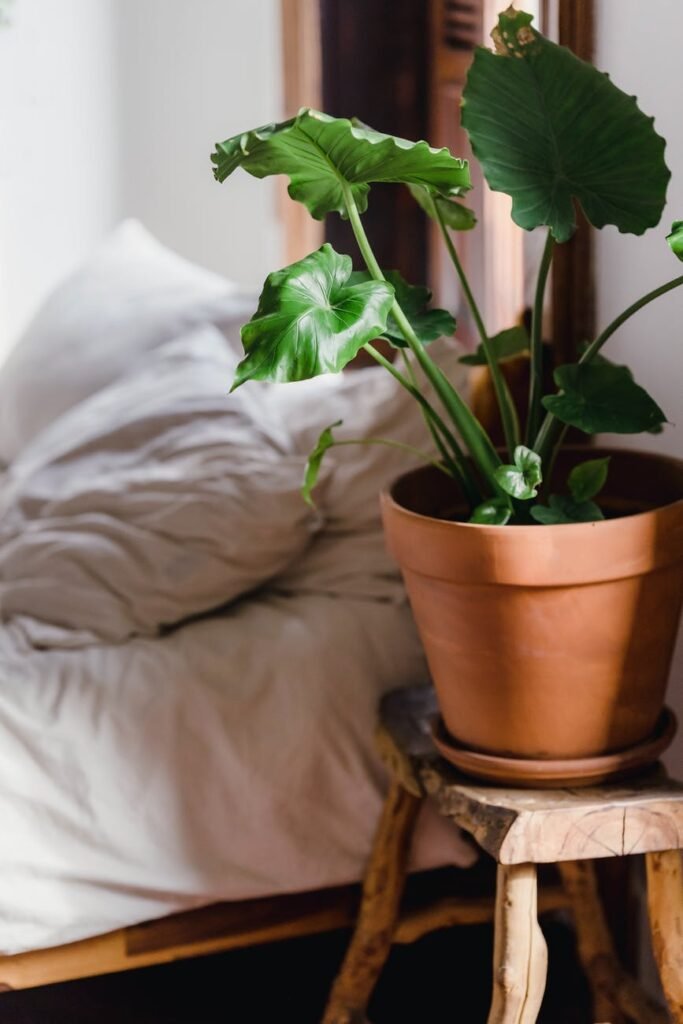potted plant on wooden stool near bed