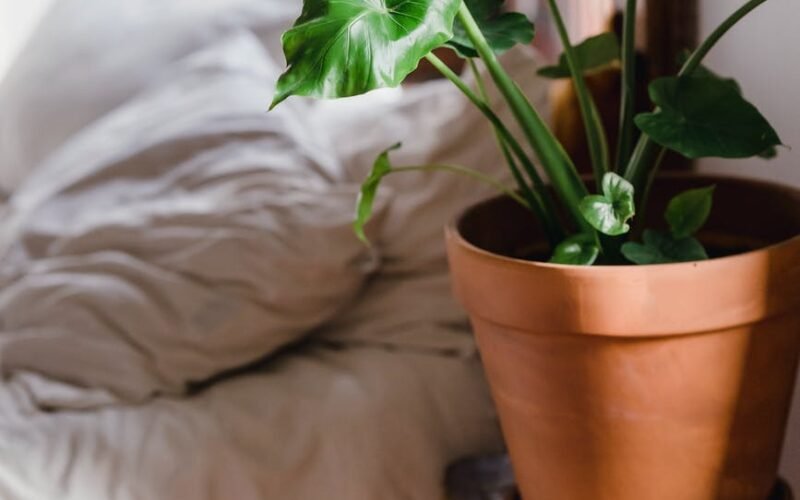 Plant Nurseries in Barbados; Fruits, Veg & Decorative Locate Barbados