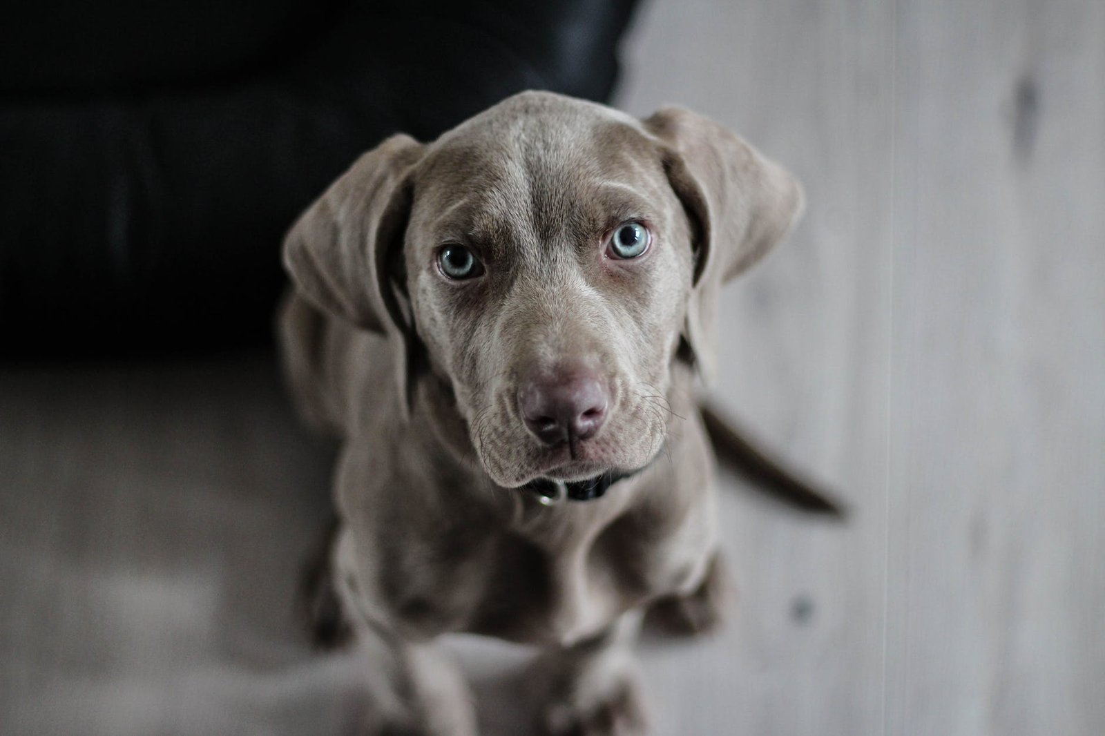 Dog Trainers in Barbados