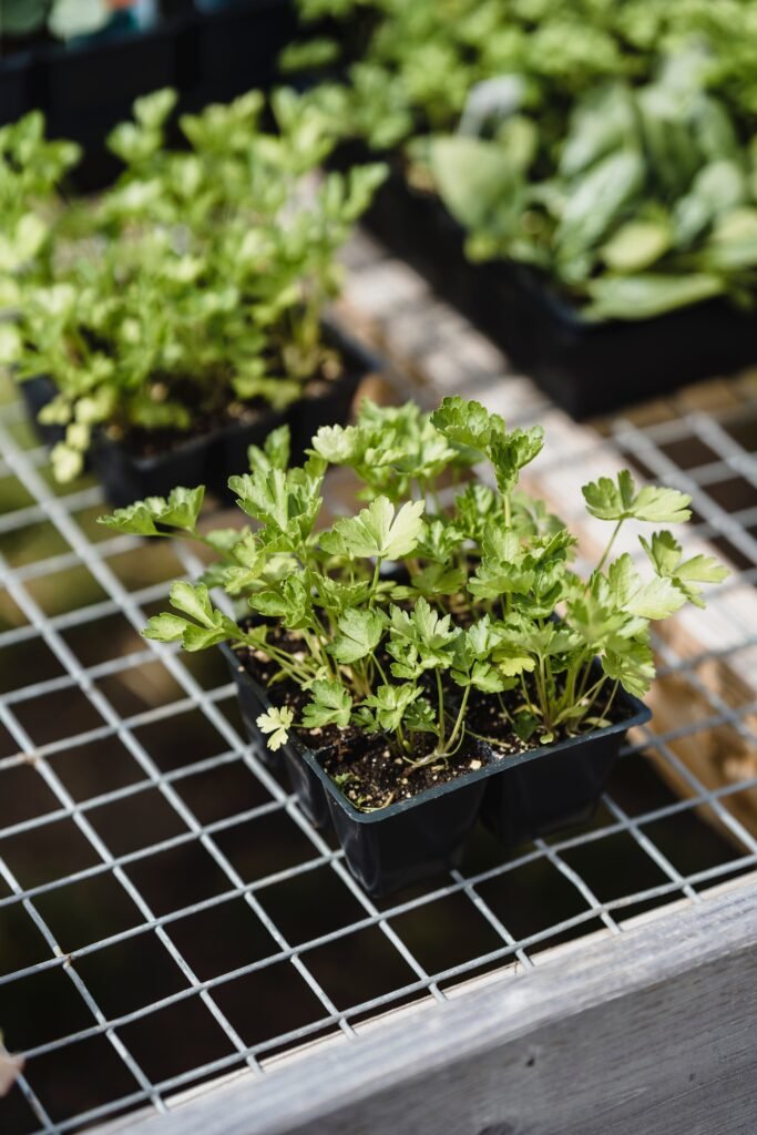 celery seedlings - bajan fathers