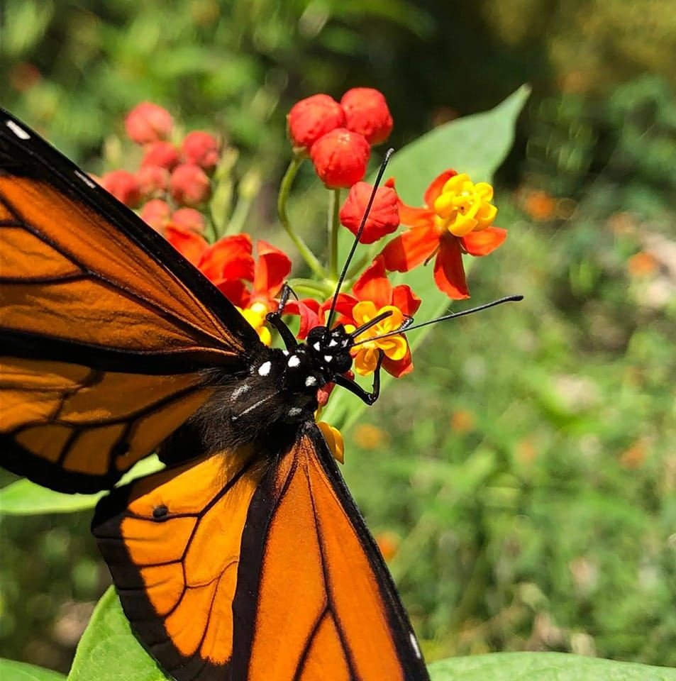 Monarch Butterfly in Barbados at Andromeda Botanical Gardens